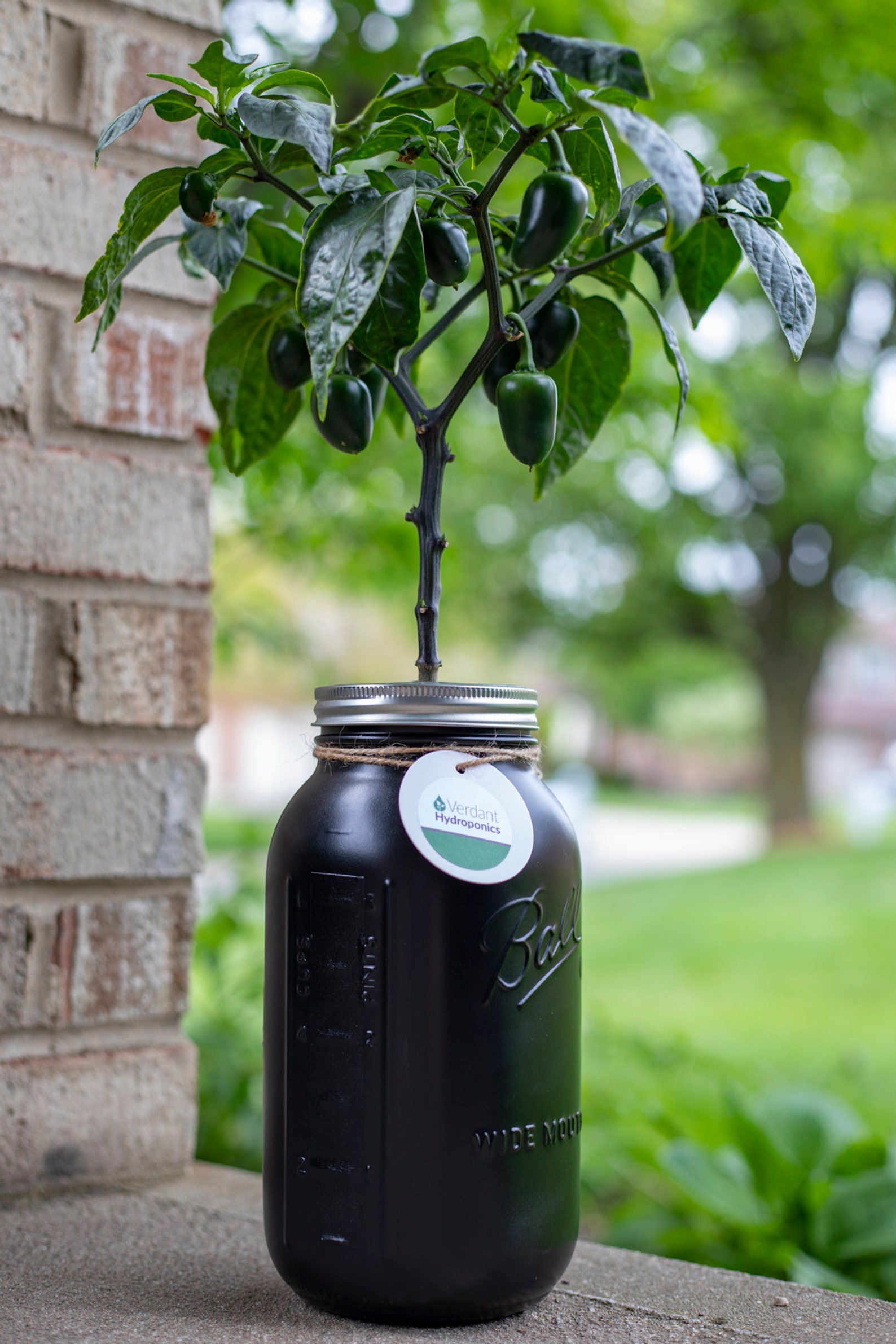 Hydroponic Pepper Growing Kit Etsy