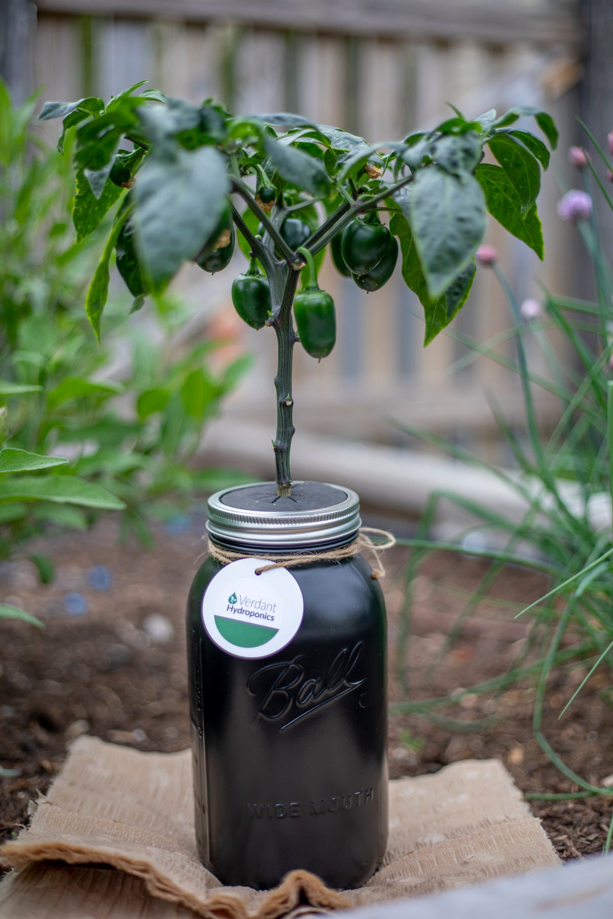 Hydroponic Pepper Growing Kit Etsy