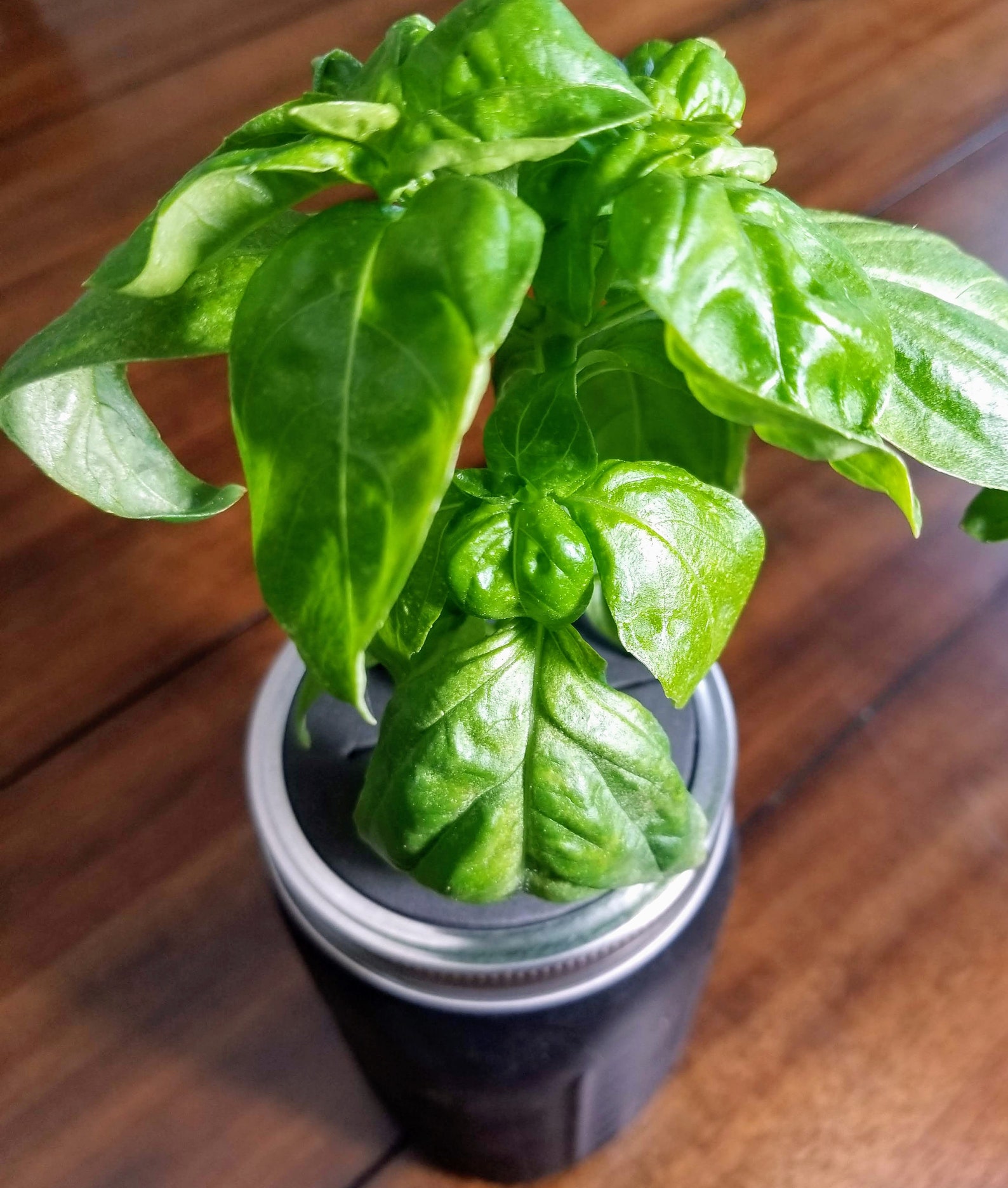 Hydroponic Basil Growing Kit Etsy