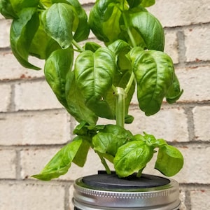 Hydroponic Basil Growing Kit