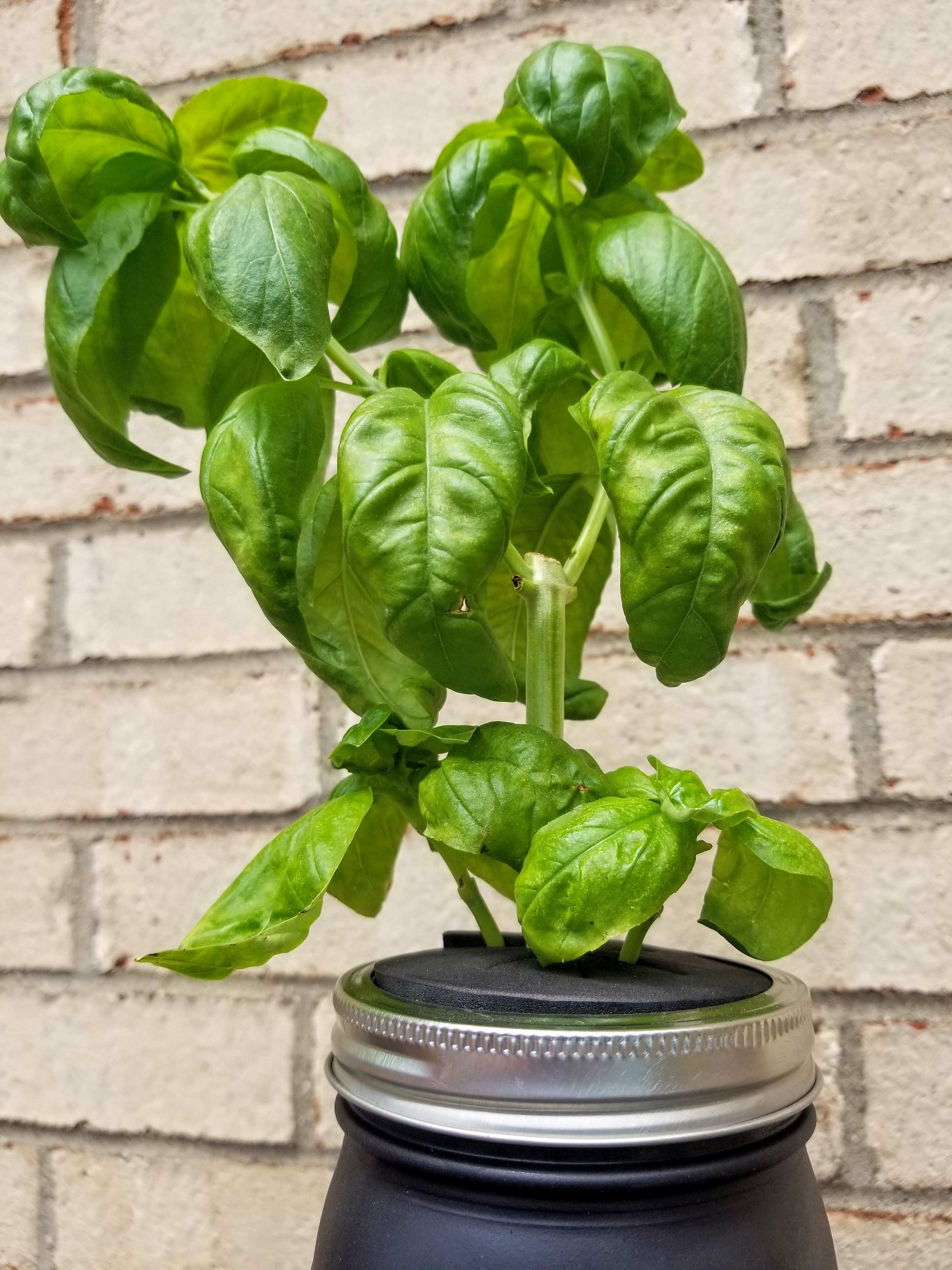 Hydroponic Pepper Growing Kit Etsy