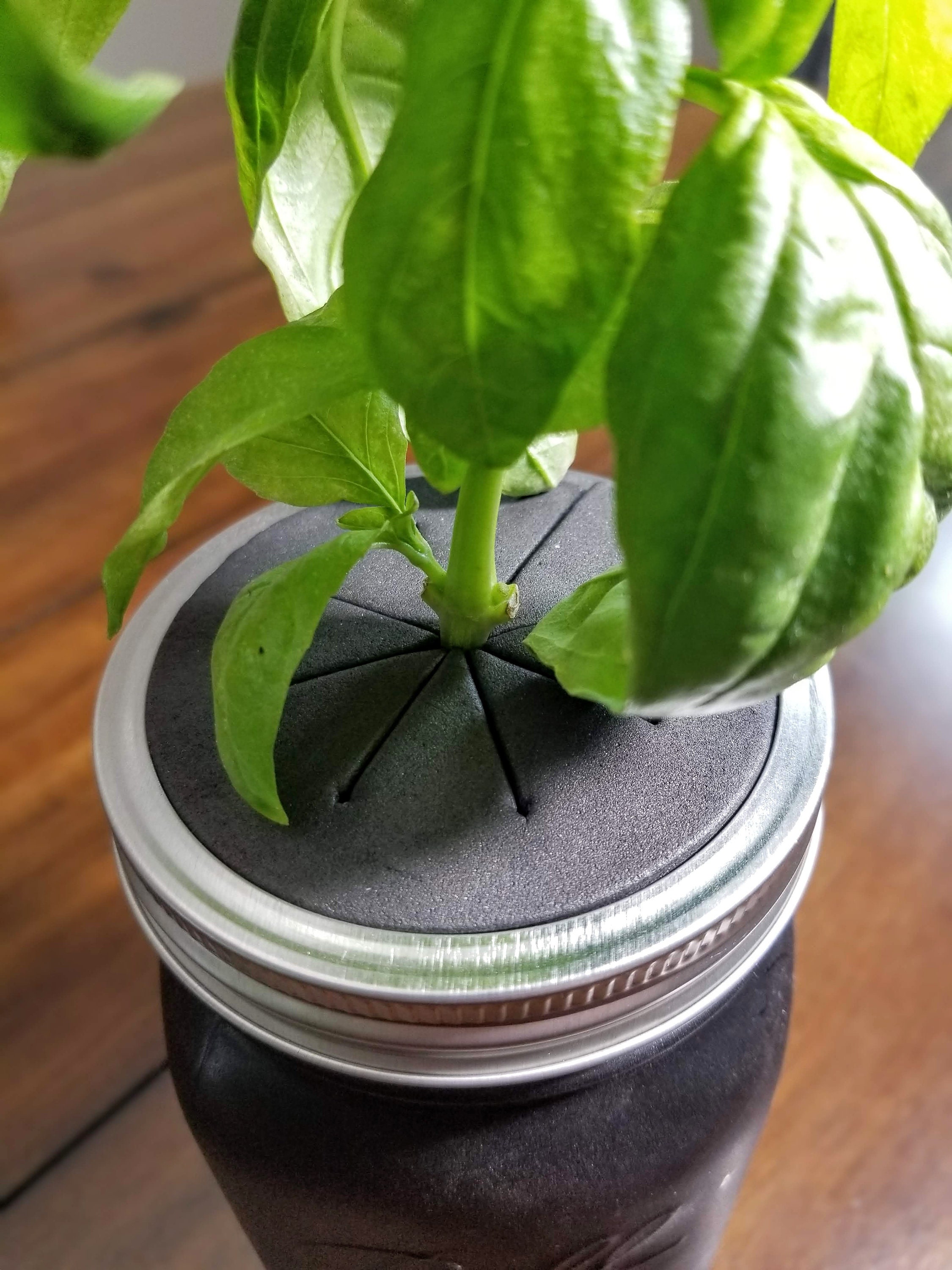 Hydroponic Basil Growing Kit Etsy