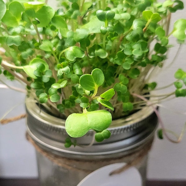 Hydroponic Microgreen Kit