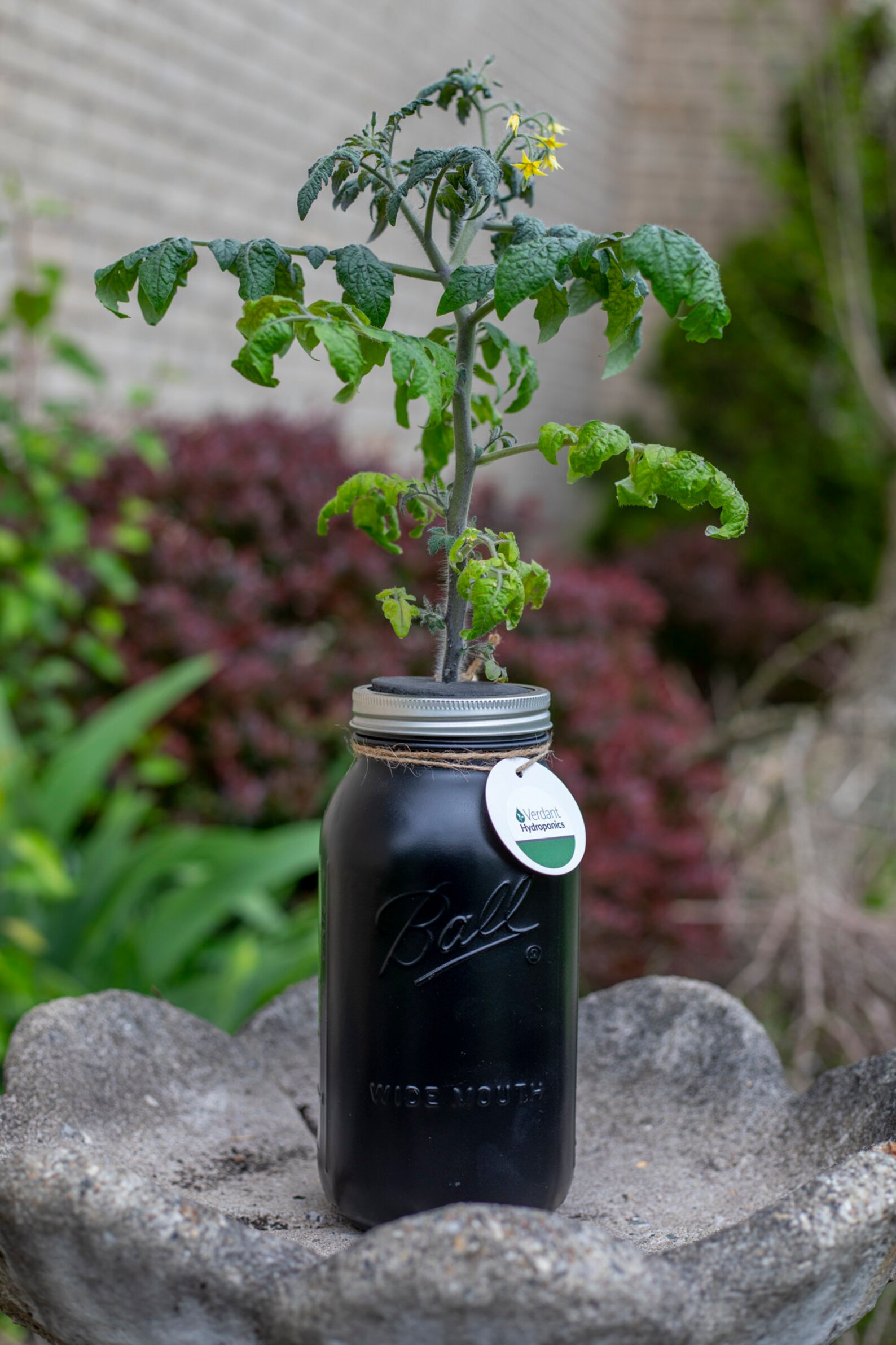 Hydroponic Cherry Tomato Growing Kit Etsy