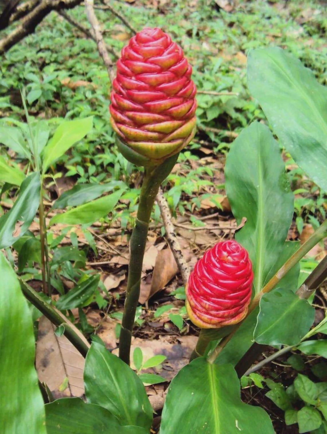 Shampoo Ginger Ryzome 3 Fresh Shampoo Ginger Plant Rhizomes Shampoo Ginger Roots Zingiber ...
