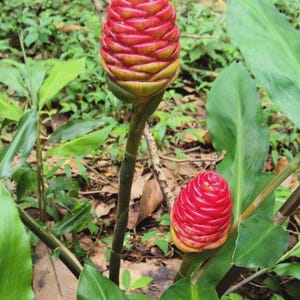 3 Fresh Shampoo Ginger Plant Rhizomes Shampoo Ginger Roots Zingiber Zerumbet Pinecone Rhizome Plant Awapuhi Shampoo Ginger Roots