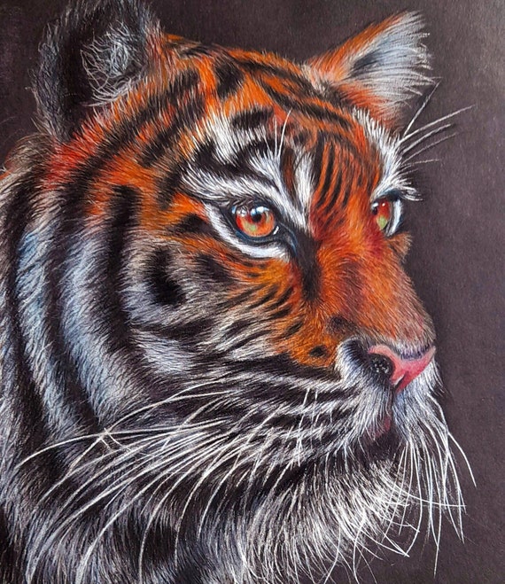 Tiger Artwork Original. A4 Black Paper Drawing. Wildlife - Etsy
