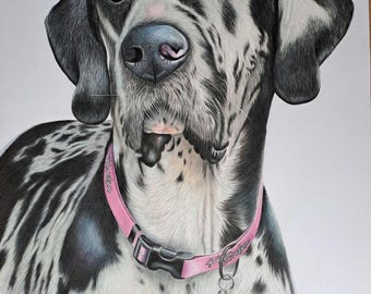 Custom pet and animal portraits. Family gift coloured pencil, acrylic and oil, personalised. Cat, dog, rabbit, Guinea pig, rat, mice, frog,