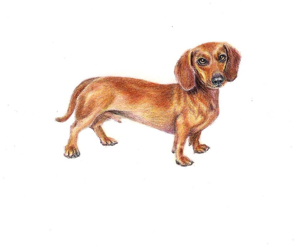 Daschund card, sausage dog card. Daschund mum card. Dog card. Dog owner gift. Dog Birthday card. dog loss card, pet owner, animal lover, pet