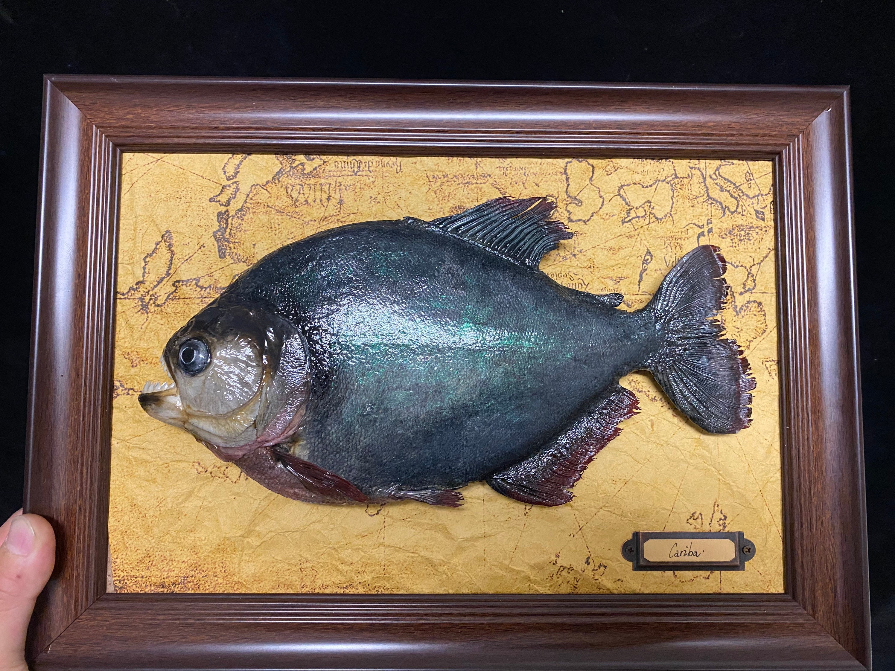 Skin Mount Piranha Taxidermyreal Fish Head Collection,retro Style