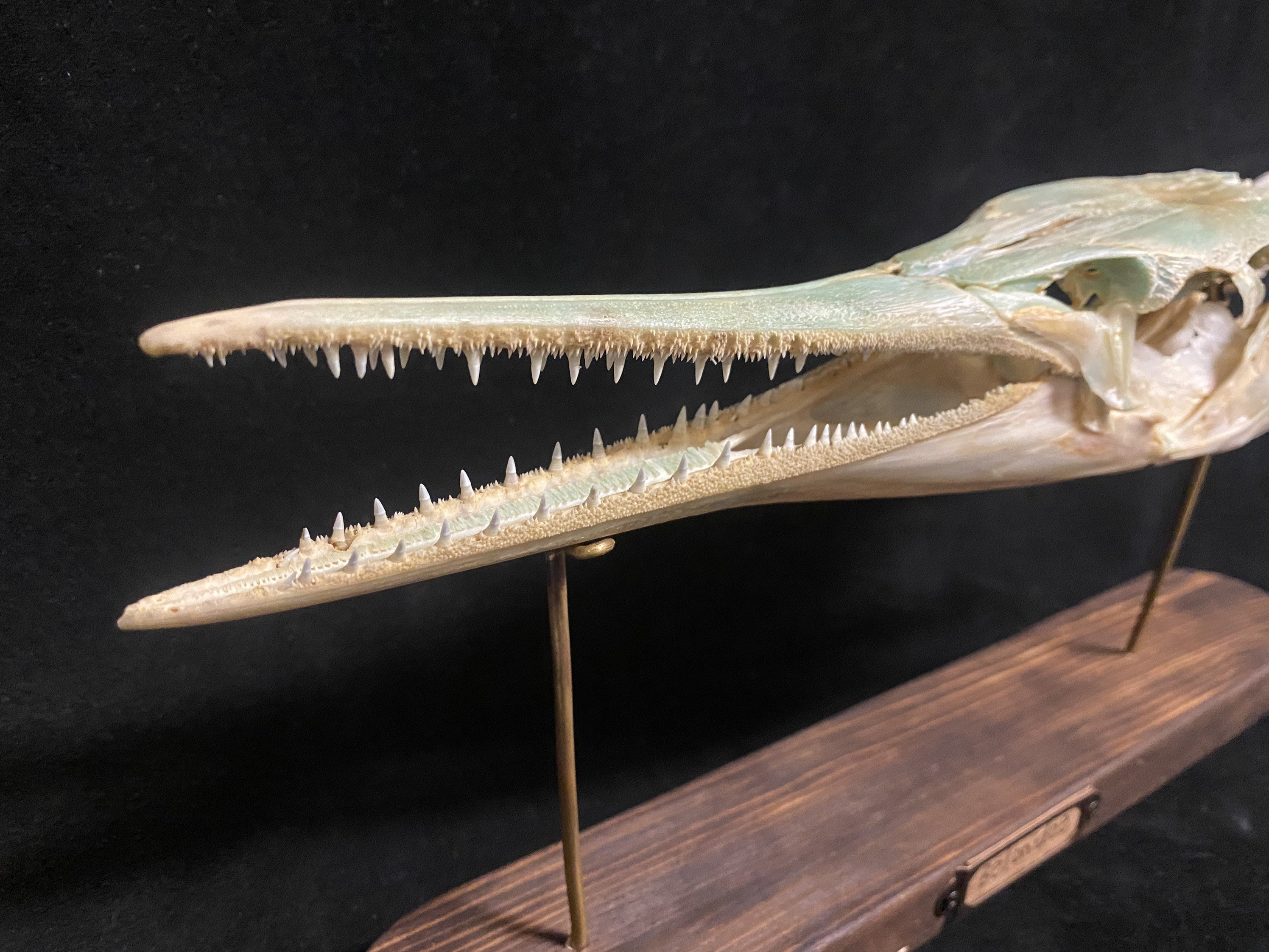 Needle Fish Head Nautical Specimen Collection,retro Style Stand home