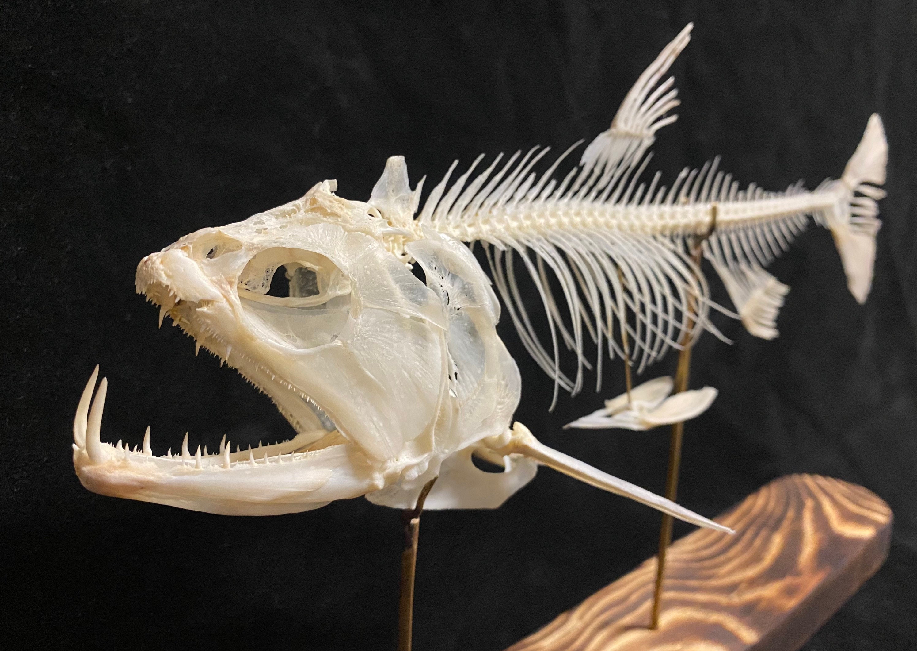 Armored Catfish Skeleton