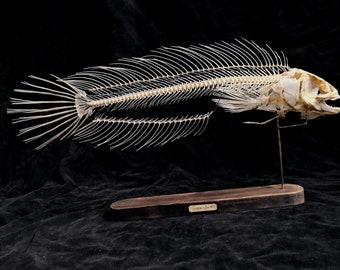 Snakehead fish skeleton,real fish head skull,fish skeleton,museum collection,retro style,home decor  fish taxidermy,taxidermy，specimen