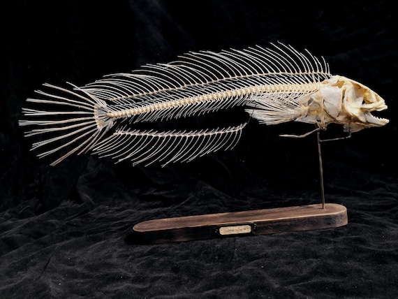 Snakehead vis skelet echte viskop schedel vis skelet museum - Etsy België