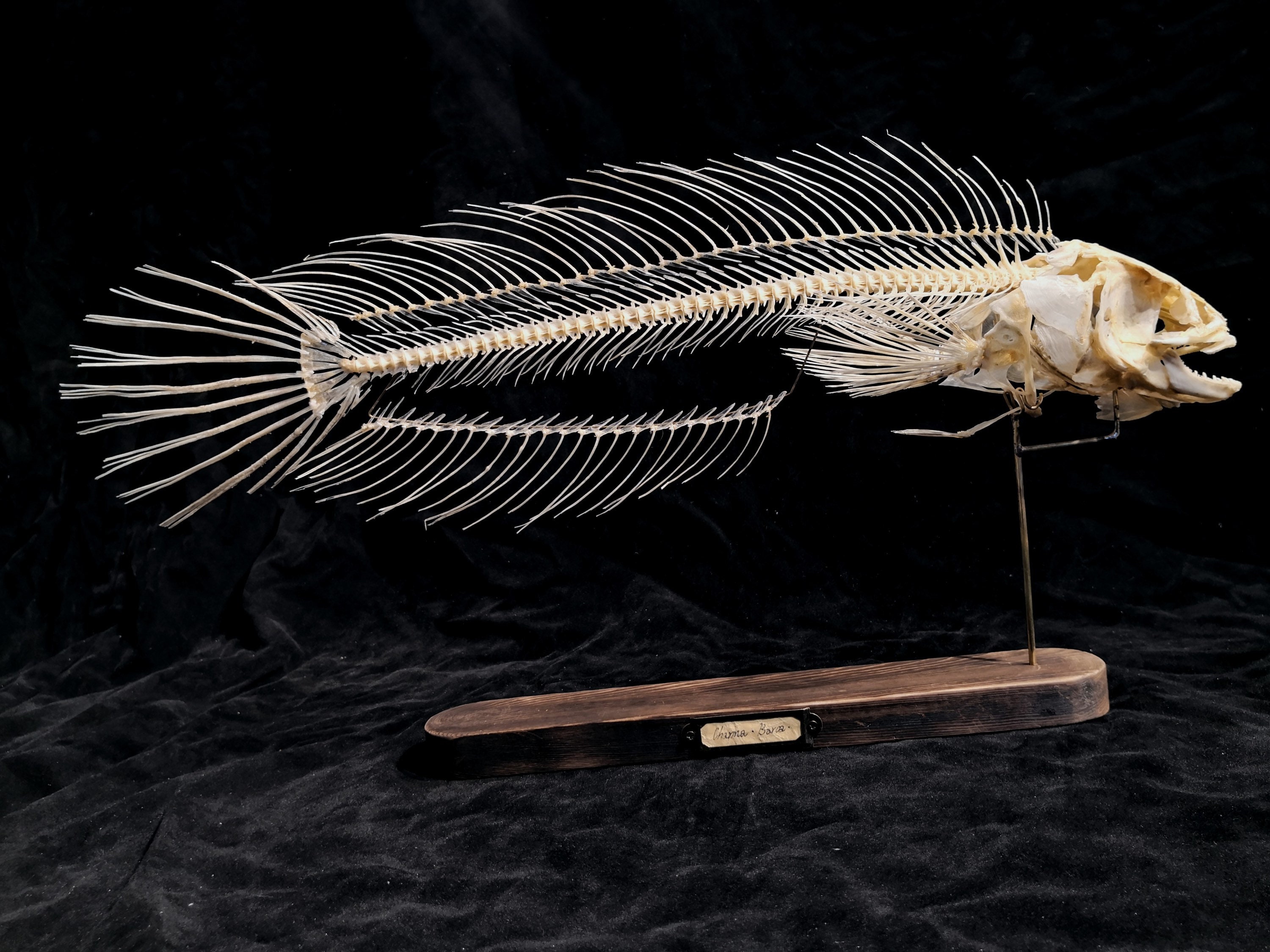 Snakehead Fish Skeleton,real Fish Head Skull,fish Skeleton,museum