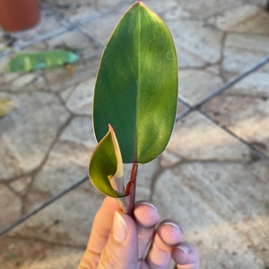May include: Close-up of a single, vibrant green leaf with a pinkish-red edge, held against a blurred background of potted plants. The leaf is elongated and smooth, with a visible central vein. The stem is reddish-brown.