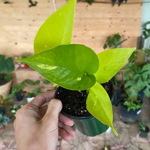 May include: A potted neon pothos plant with vibrant, chartreuse leaves. The plant has several large, heart-shaped leaves with a few water droplets on the surface. The plant is in a small, dark green plastic pot, ideal for indoor or outdoor use.