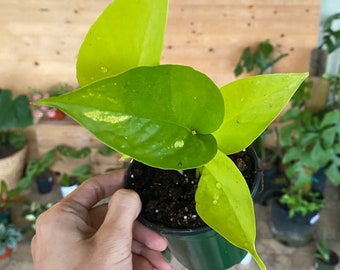Neon Pothos / Epipremnum Aureum, shown in 4” pot - 3-4 leaves