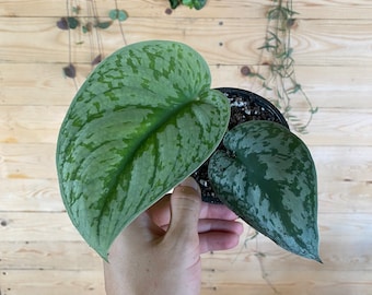 Scindapsus Silver Satin - Fully Rooted Starter Plant. Shown in 4” pot