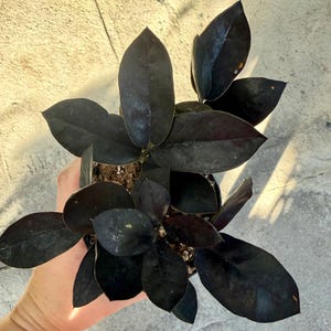 May include: A potted ZZ plant with dark, almost black, glossy leaves. The plant has multiple stems with oval-shaped leaves. The plant is in a small black pot, and the soil is visible. The plant is held by a person.