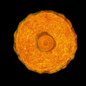 May include: A top-down view of a golden-orange, circular object with a textured, layered design. The object has a central, spiraling indentation and a slightly uneven, green-tinged edge, set against a black background.