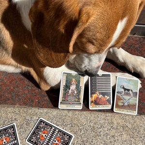 Può includere: Un cane beagle guarda le carte dei tarocchi. Sono visibili tre carte dei tarocchi, con illustrazioni di cani e i titoli "Justice", "Nine of Swords" e "Two of Swords". Carte da gioco con un disegno di cane in primo piano.