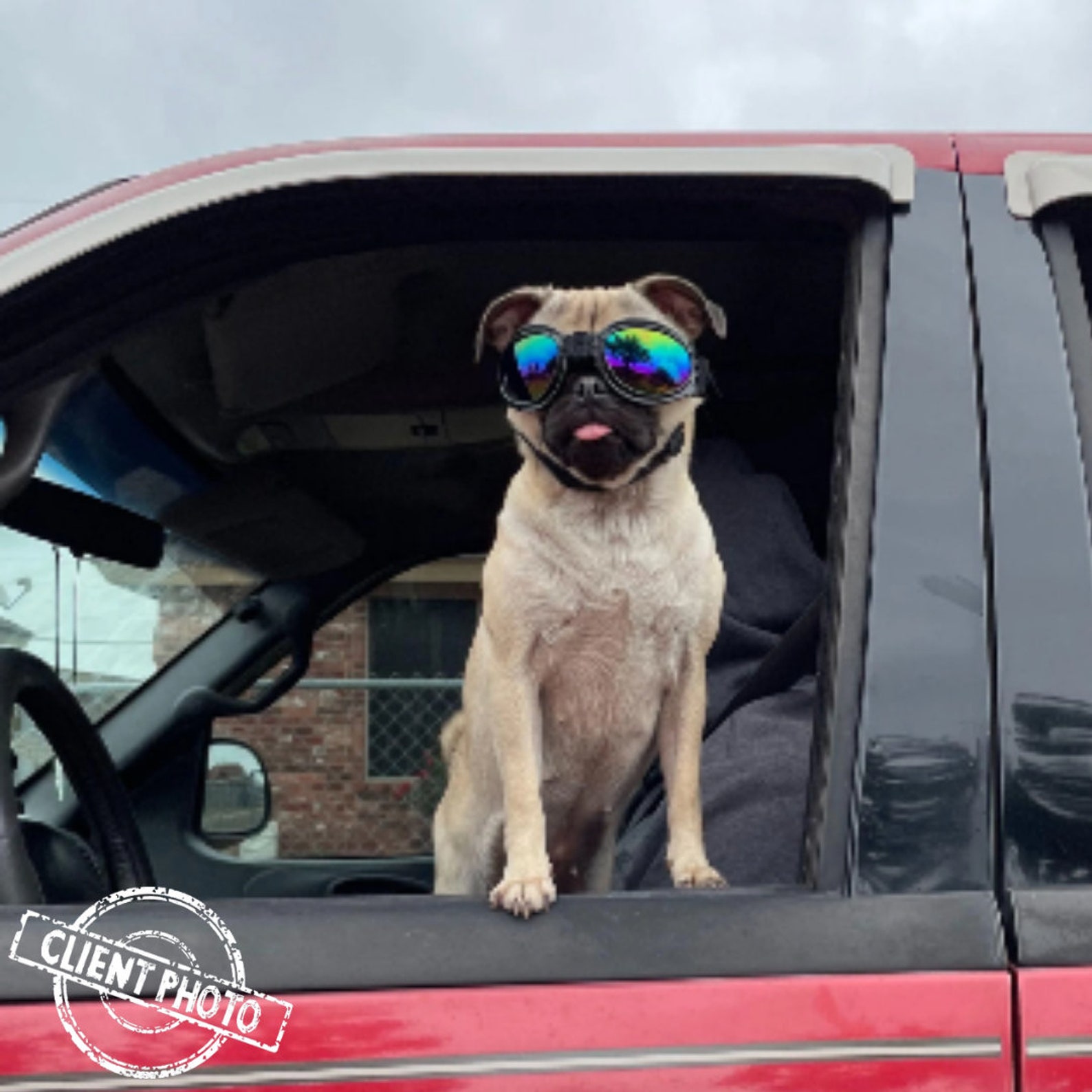 Winddichte Brille für Hunde Winddichte Brille Hundebrille Etsy