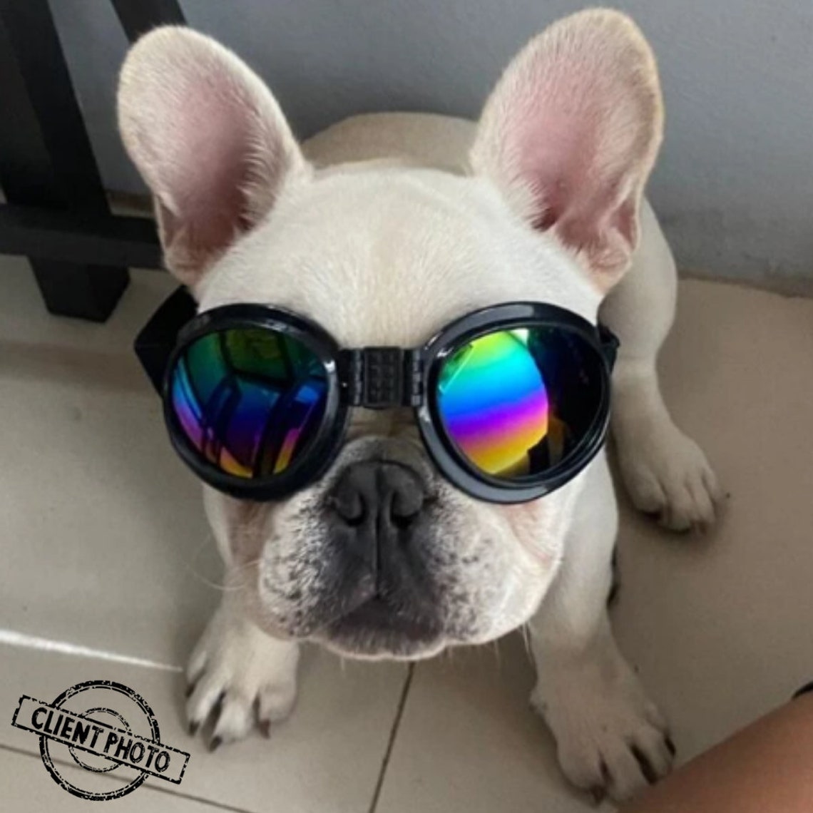 Winddichte Brille für Hunde Winddichte Brille Hundebrille Etsy