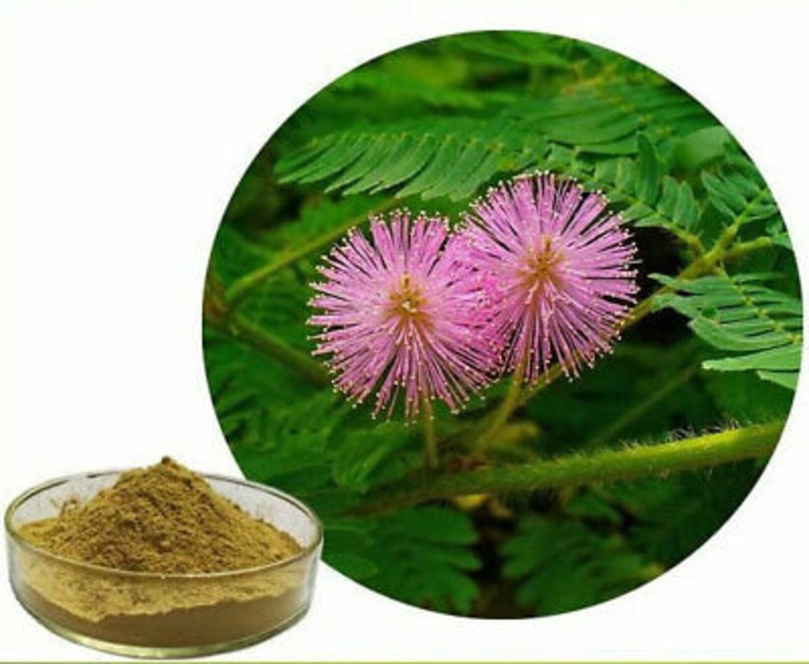 Sensitive Plant root Powder Mimosa Pudica Herb Powder Etsy