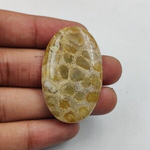 Natürliche Fossil Coral Cabochon, schöne Fossil Coral Cabochon, reduzierter Preis Lose Fossil Coral Edelstein, Schmuckherstellung Edelstein.