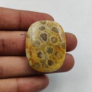 Natürliche Fossil Coral Cabochon, schöne Fossil Coral Cabochon, reduzierter Preis Lose Fossil Coral Edelstein, Schmuckherstellung Edelstein.