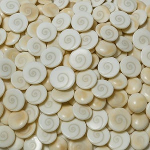 May include: A collection of white and cream-colored seashells with a spiral pattern. The shells are smooth and polished, and they are arranged in a random pattern.