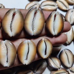 May include: A collection of cowrie shells, a type of sea snail, with a brown and white color pattern. The shells are smooth and glossy, with a distinctive curved shape.