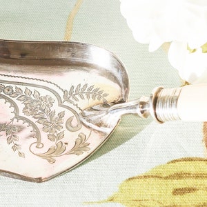 Fine early Edwardian butler crumb scoop: sterling silver collar with bone handle