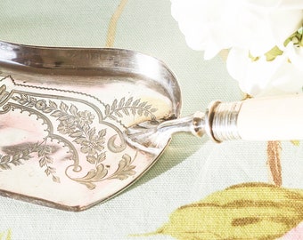 Fine early Edwardian butler crumb scoop: sterling silver collar with bone handle