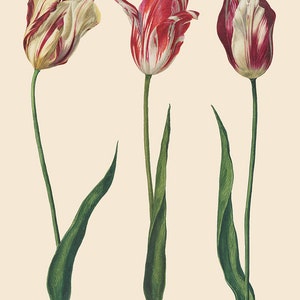 HOLLÄNDISCHE TULPEN Annie Sloan DECOUPAGE Papiere Möbel Decoupage Bildtransfer