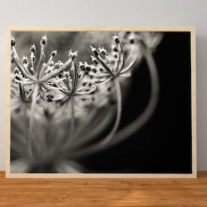 Queen Anne&#39;s Lace | Black and White
