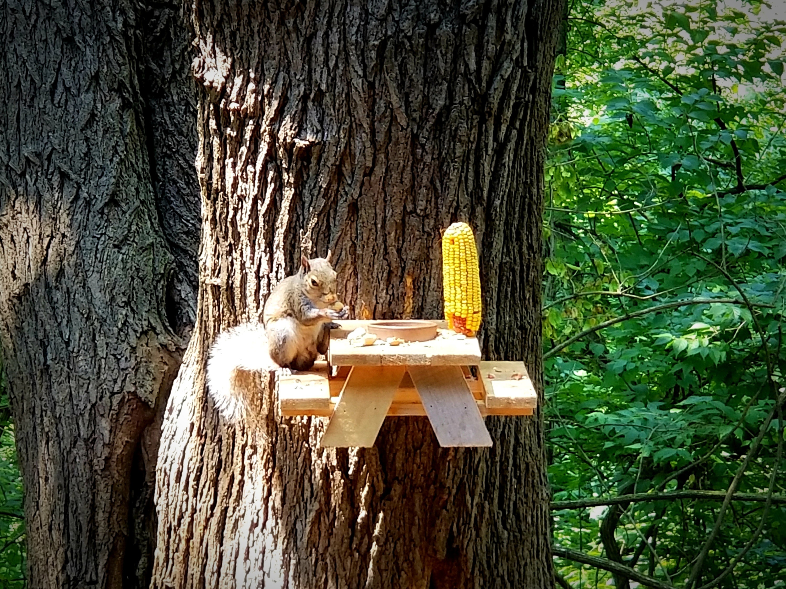 Squirrel picnic table Etsy