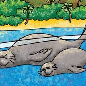 May include: Two gray seals are floating in a blue body of water. The seals are sleeping with their eyes closed. The water is clear and you can see the bottom of the water. There are green trees and a sandy beach in the background.
