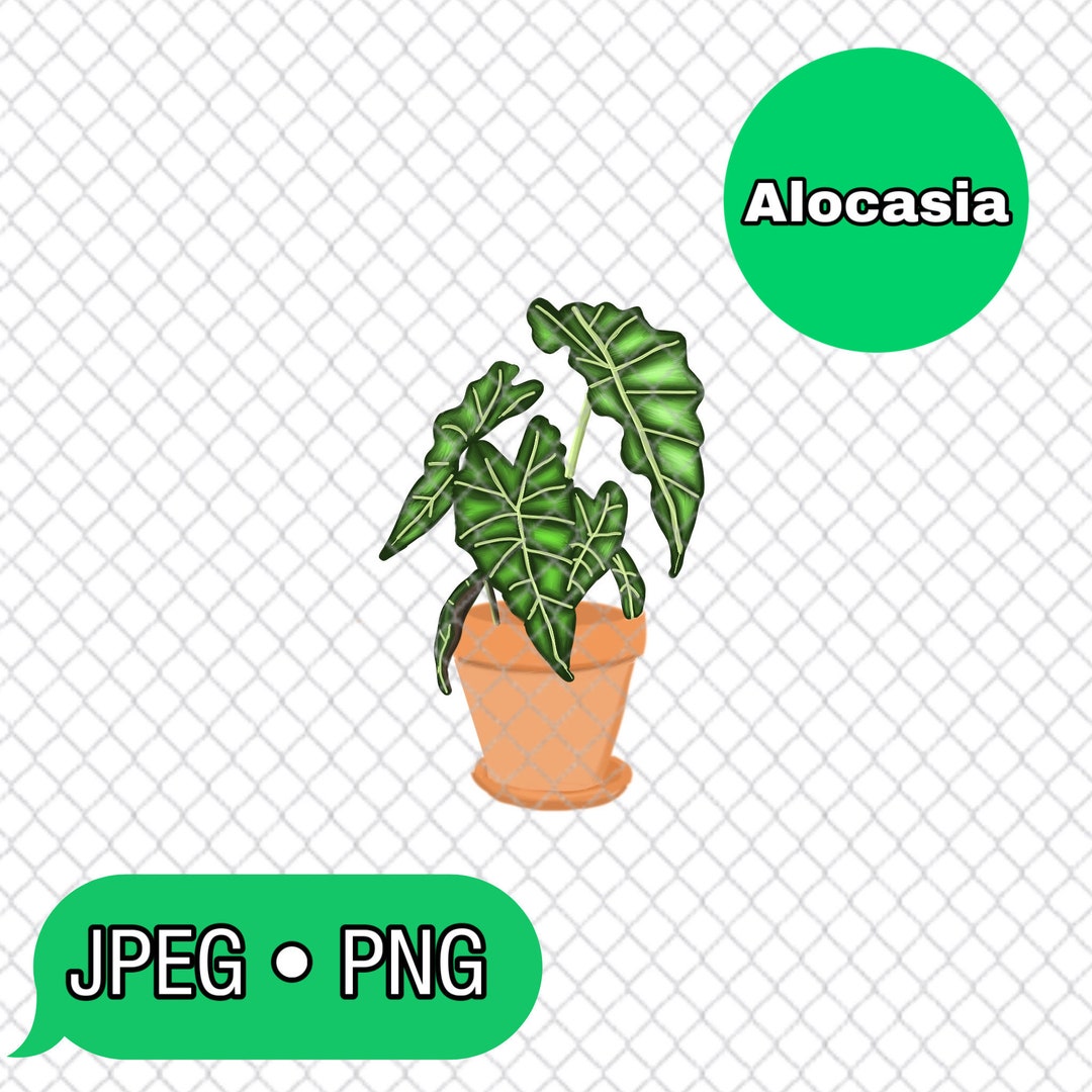 Alocasia Plant PNG JPG green BG Removed - Etsy