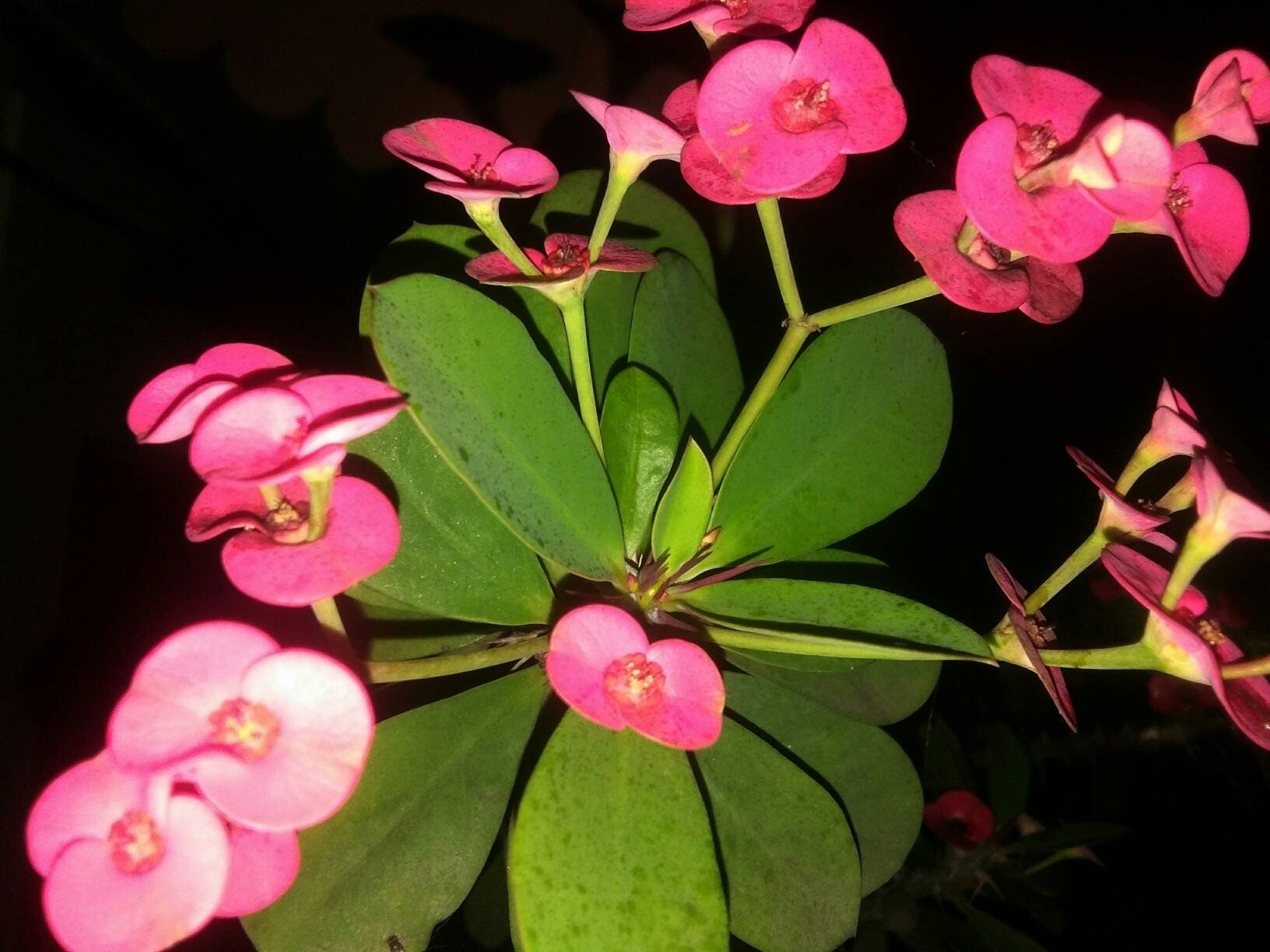 Euphorbia red plant . | Etsy