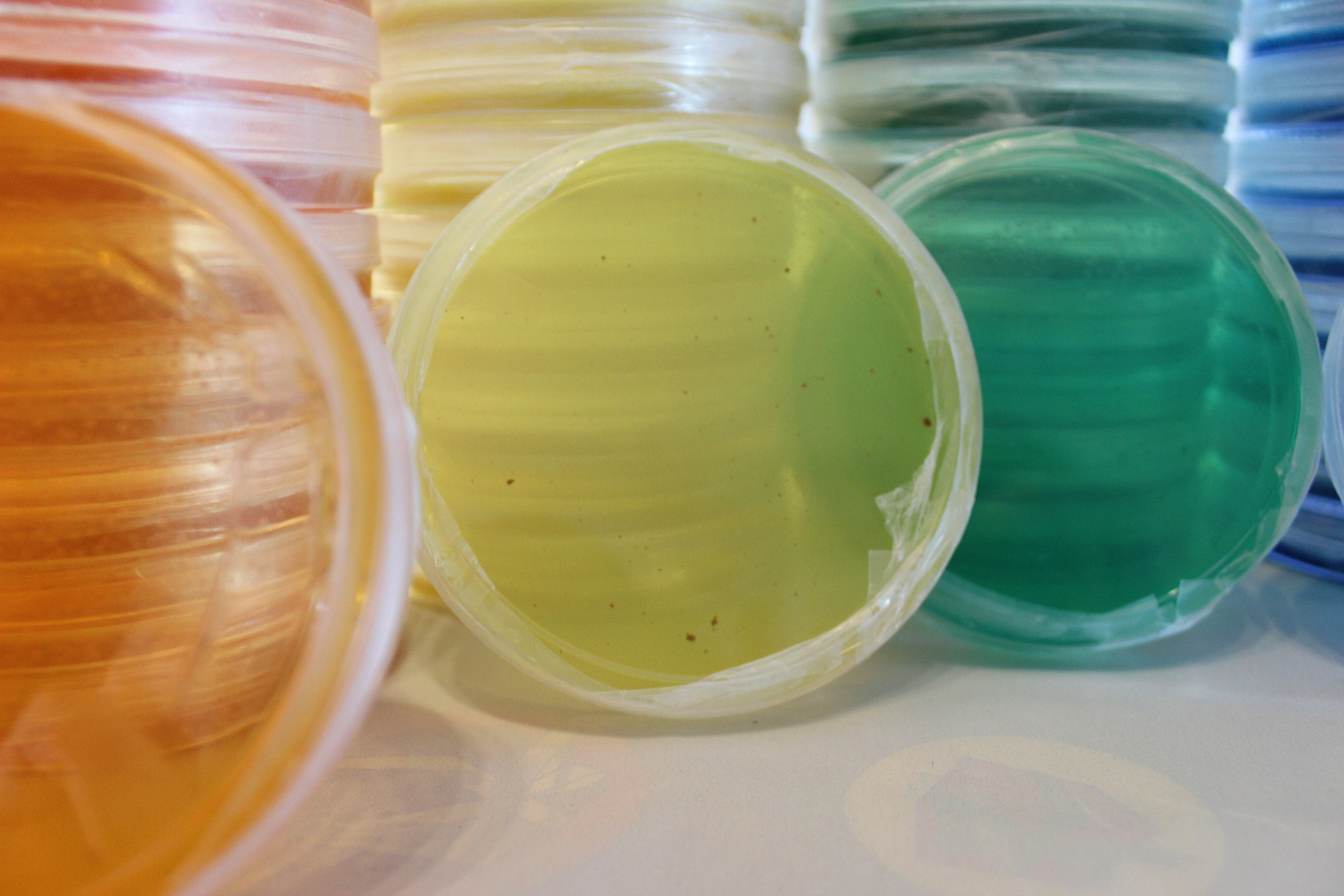 20 PDA MEA MYEA coloured Agar plates Etsy