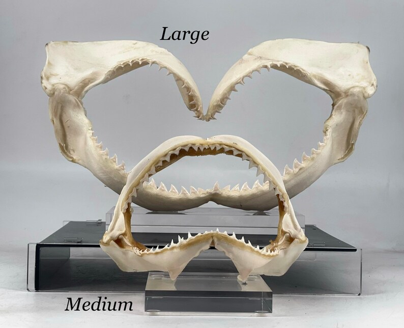 Choose Your Bull Shark Jaw three Sizes Authentic and | Etsy