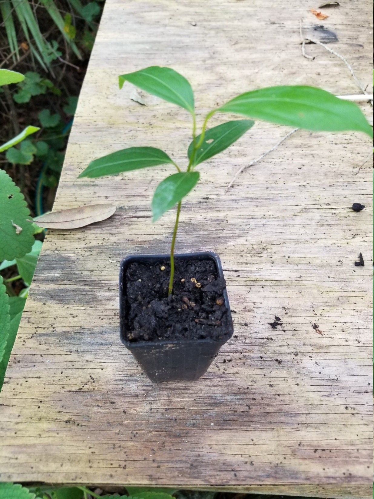 1 Ceylon Cinnamon Seedling Organic Etsy