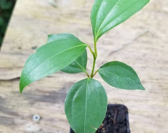1 Ceylon Cinnamon Tree Seedling (4-5 in tall and larger) - Organic (True Cinnamon - Cinnamomum verum/Cinnamomum zeylanicum)