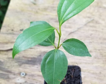 1 Ceylon Cinnamon Tree Seedling (4-5 in tall and larger) - Organic (True Cinnamon - Cinnamomum verum/Cinnamomum zeylanicum)