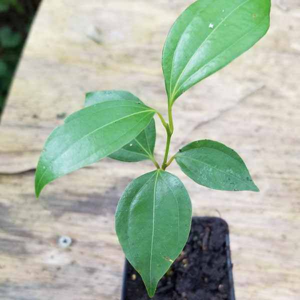 1 Ceylon Cinnamon Tree Seedling (4-5 in tall and larger) - Organic (True Cinnamon - Cinnamomum verum/Cinnamomum zeylanicum)