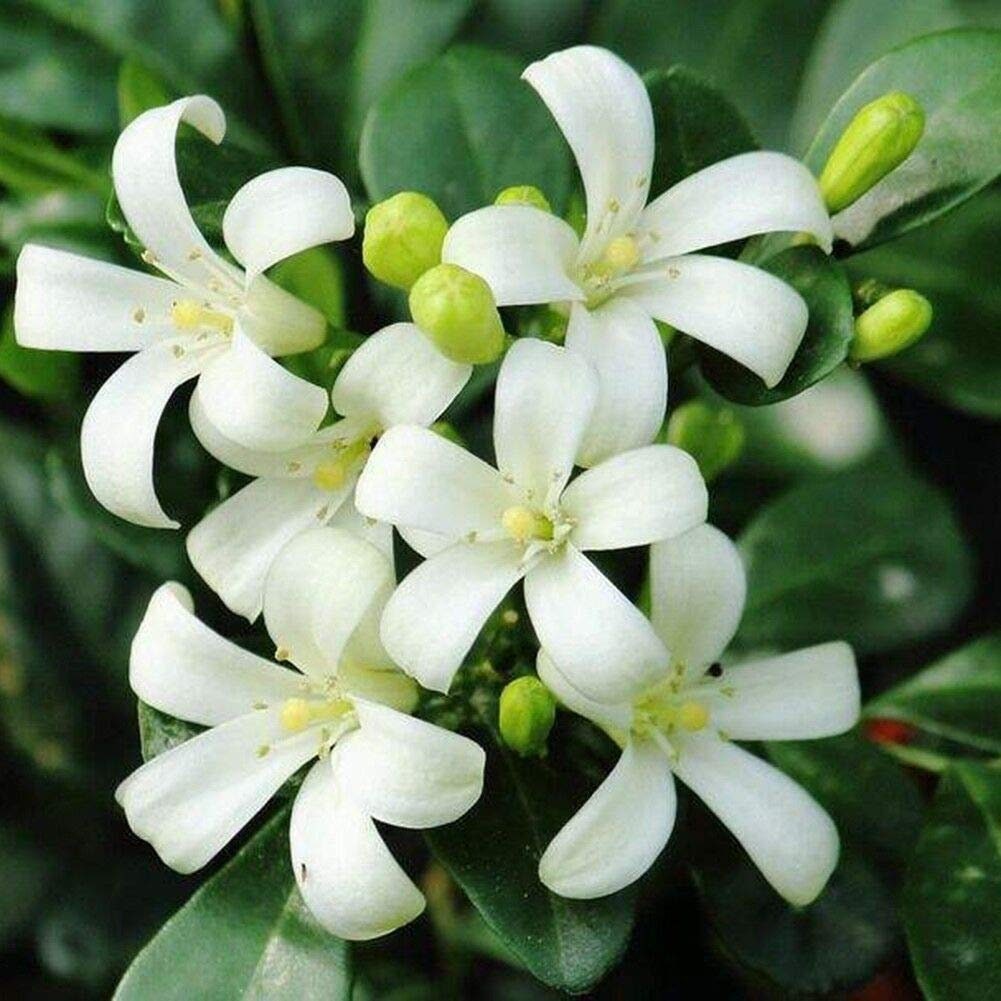 Orange Jessamine or Orange Jasmine (2) - Murraya paniculata - 2+ inch…
