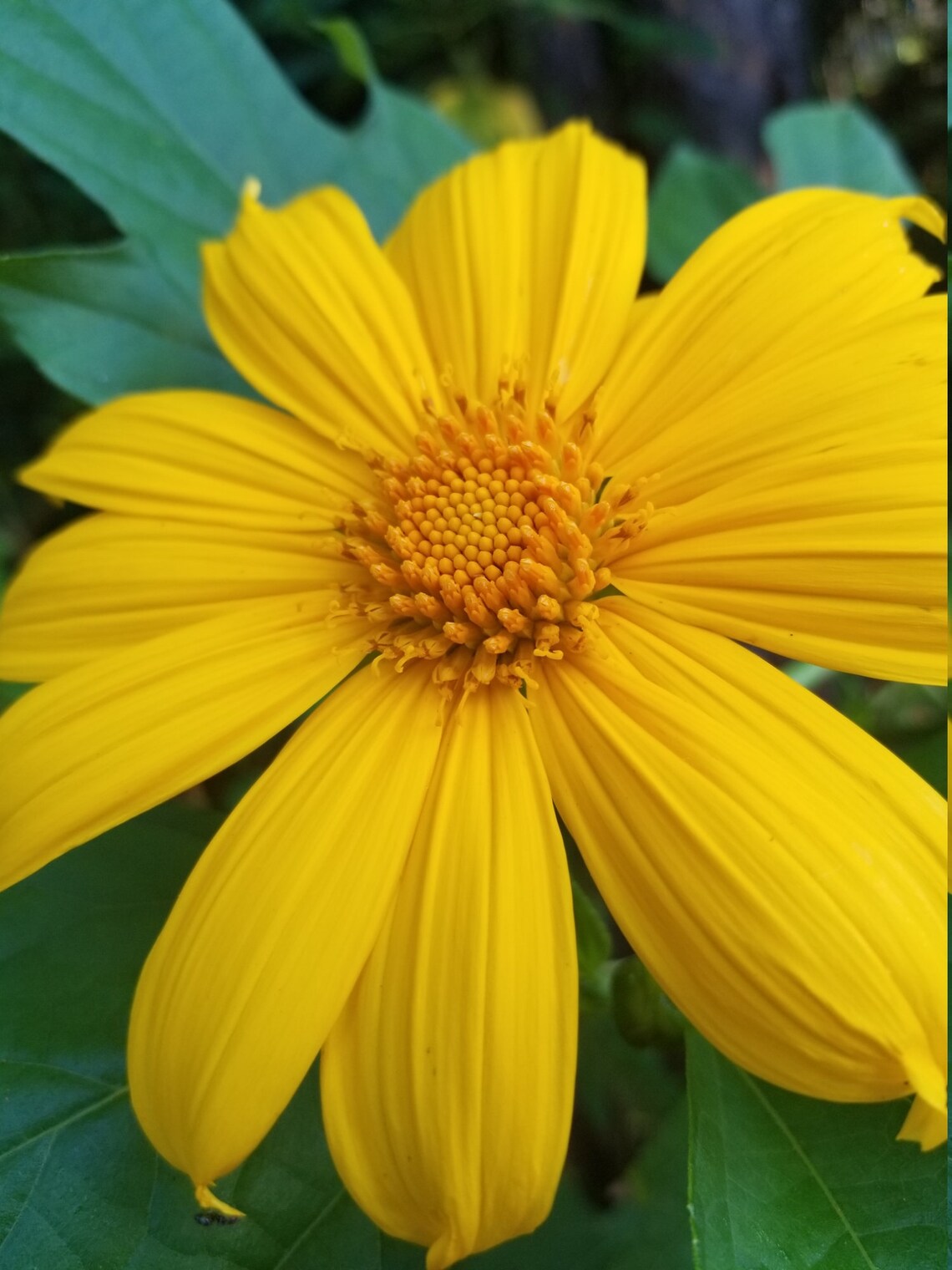 2 or 5 Yellow Mexican Sunflower Rooted Seedlings Tithonia Etsy