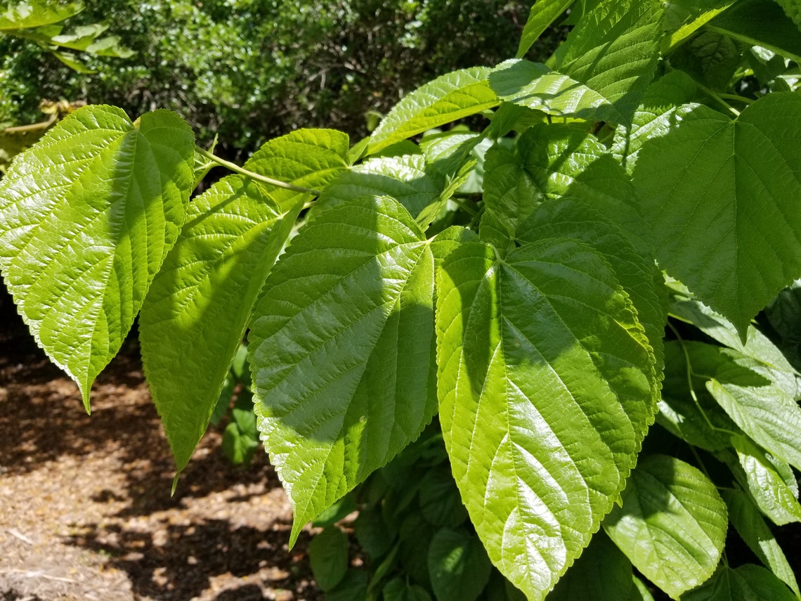 50 Large Mulberry Leaves FRESH and ORGANIC Etsy